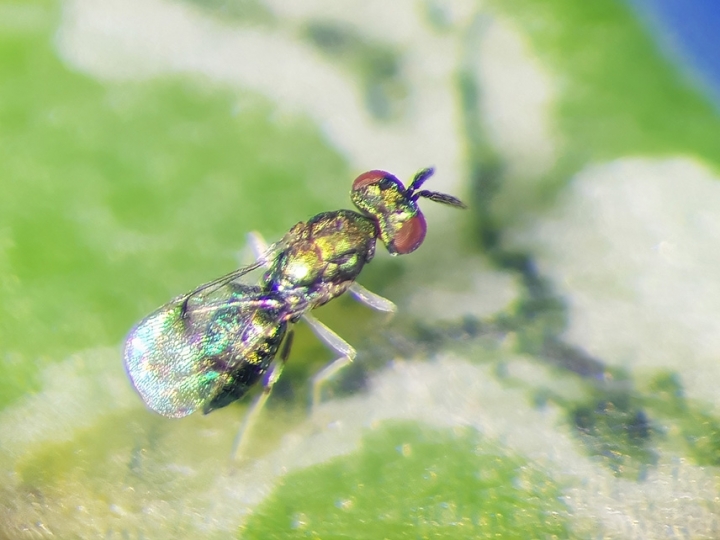 Criação em larga escala de parasitoide da mosca-minadora