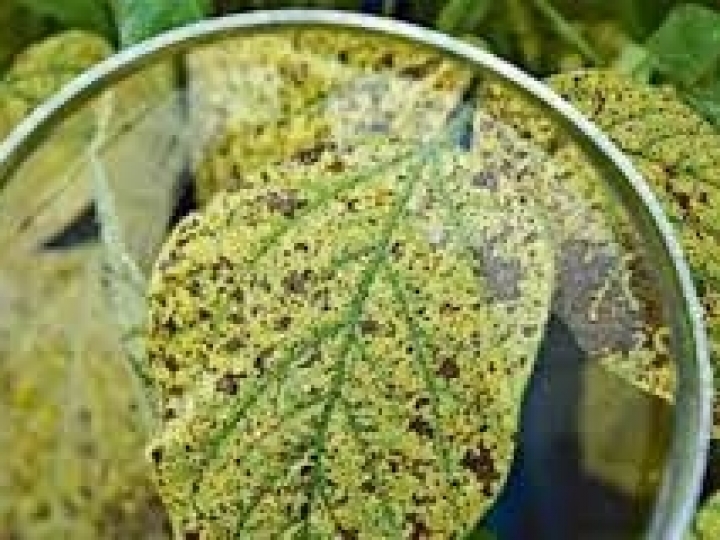 Ourofino Agrociência entra no mercado de controle da ferrugem asiática com novo produto 