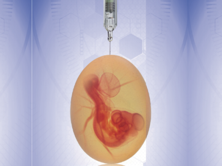 A eficiência da vacinação in ovo contra a doença de Gumboro 