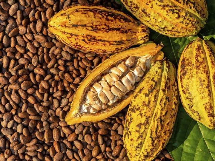 Recebimento de cacau da safra temporã se encerra com alta de 29%