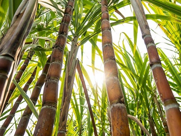 Aula inaugural da Academia de Sucessão no Agronegócio discute futuro da agricultura mundial
