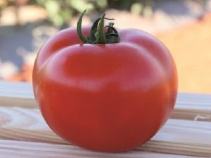 Tomate Garra é a solução para plantio em condições adversas
