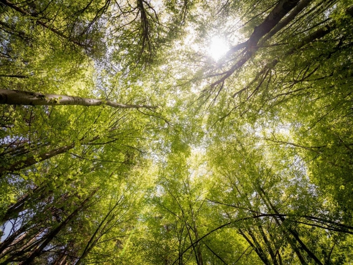 Restauração Florestal é tema de encontro no Museu da Cana  