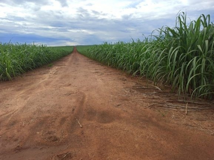 IAC apresenta três novas variedades de cana