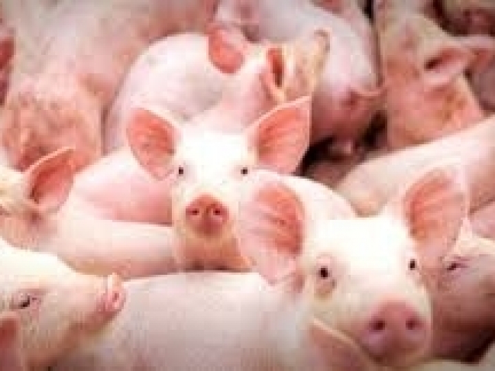 Bimeda lança solução que previne anemia ferropriva em leitões