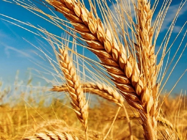 Palha de Trigo vira papel