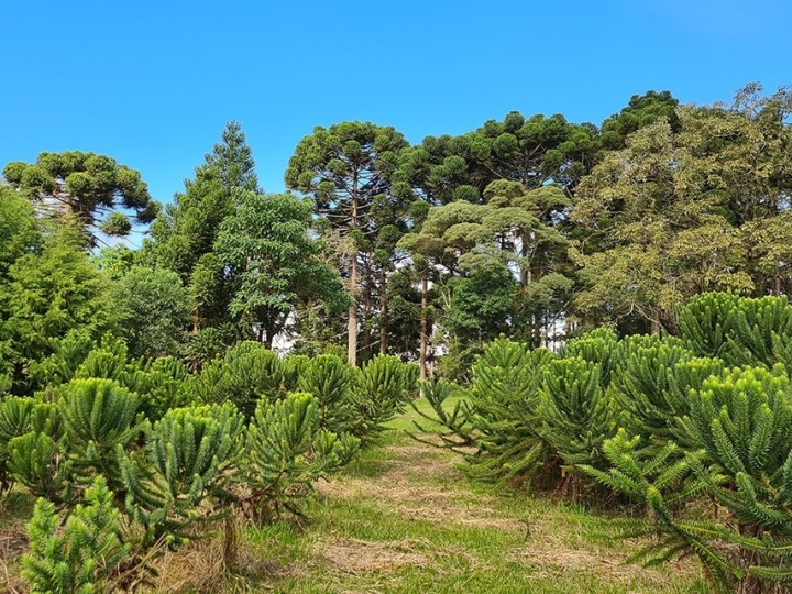 Descritores de araucária recém-publicados possibilitam a proteção de cultivares