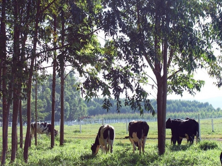 Capacitação em sistemas integrados de  agropecuária e recuperação de áreas