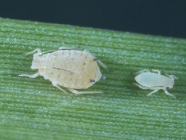 Inteligência artificial acelera a busca por marcadores de resistência da cana-de-açúcar ao amarelinho