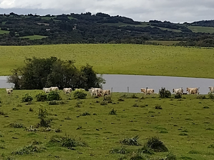 Sistema de controle reduziu carrapato-do-boi em 82% sem usar químicos