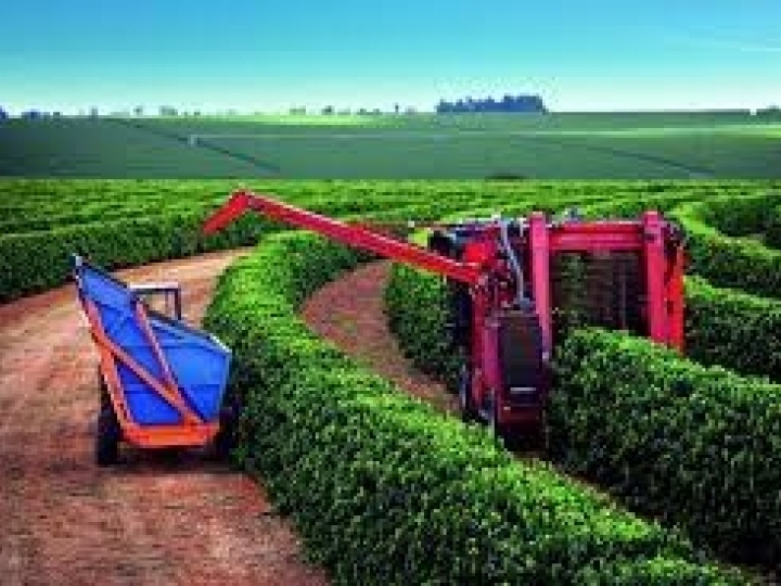 Técnicos vão a campo realizar levantamento de café