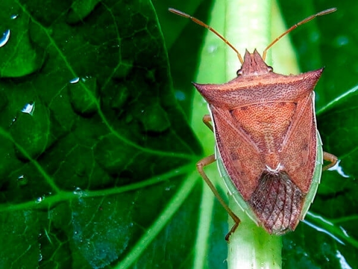 Soja de verão: alerta de cuidado à pressão de percevejos