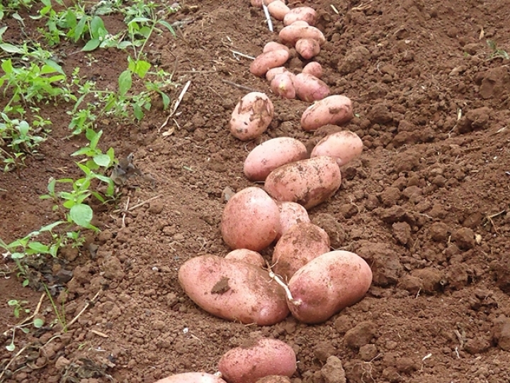 Variedade versátil de batata com aptidão para fritura e cozimento