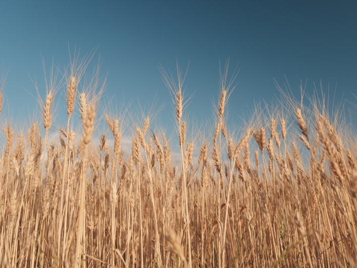 Com produtividade abaixo da esperada, setor do trigo se reúne para fechar os números do grão em São Paulo