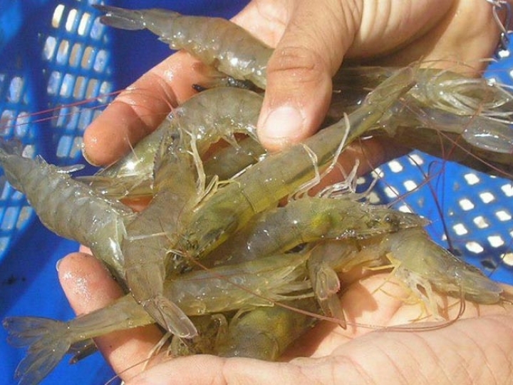 Embrapa marca presença em evento internacional sobre aquicultura