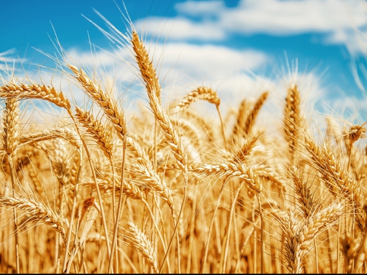 São Paulo registra queda na produção de trigo na safra 2021