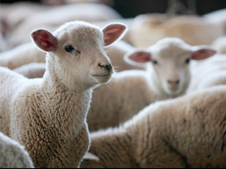 IZ: resultados de prova de eficiência alimentar de ovinos 