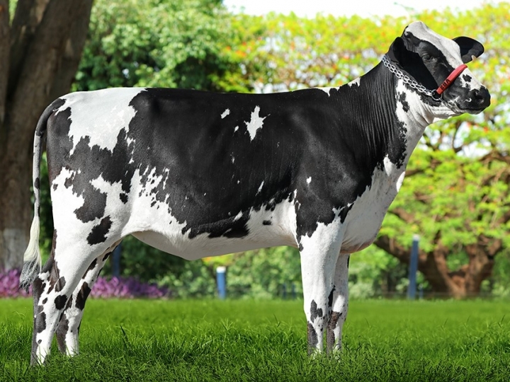 Ferramenta genômica seleciona bovinos leiteiros adaptáveis às diferenças climáticas do Brasil 