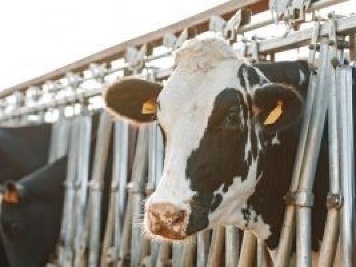 Vaca com CCS alta e cultura microbiológica do leite negativa: tem caroço nesse angu