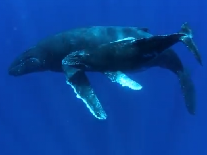 Inteligência artificial para preserva a vida das baleias na navegação comercial 