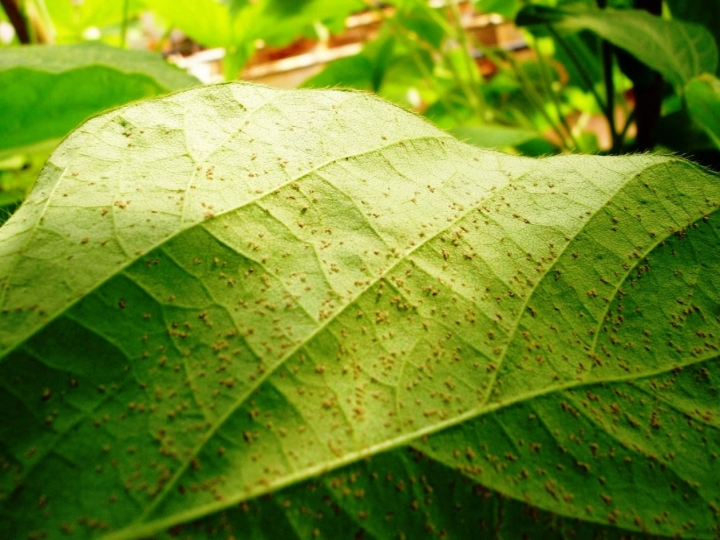 Monitoramento no Paraguai e Brasil identificam ferrugem em soja em voluntária, kudzu e coletores