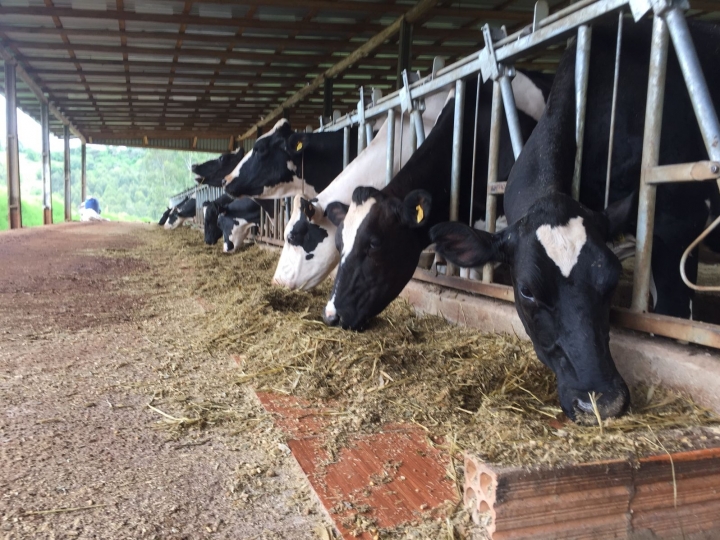 Black Week no campo: pecuaristas terão acesso a descontos em compra de genética