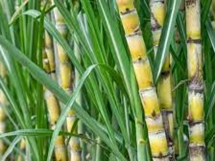 Programa de Capacitação do CTC forma turma de especialistas