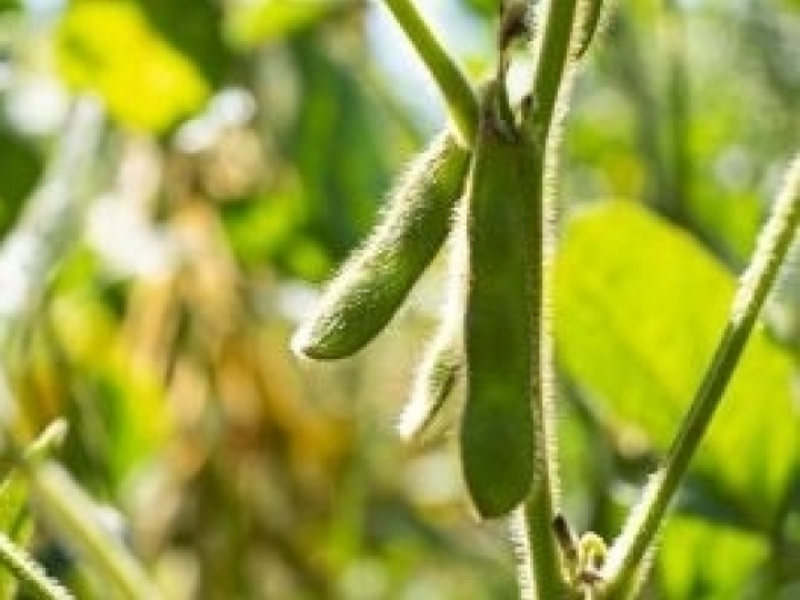 Novo multissítio biológico promove o controle das doenças de final de ciclo na soja