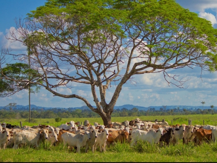 O que se espera da pecuária em 2022