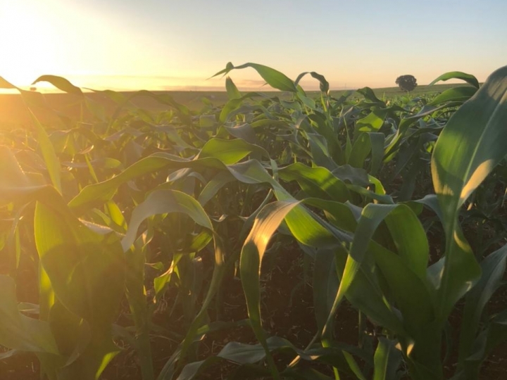 Novo herbicida para o milho chega a 700 mil hectares tratados na primeira safra e entrega eficácia superior