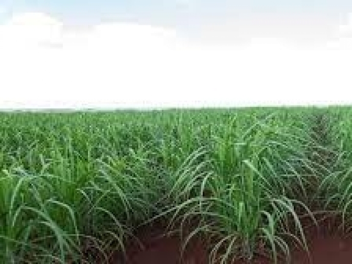 Período chuvoso deve aumentar a proliferação de pragas importantes para a canavicultura