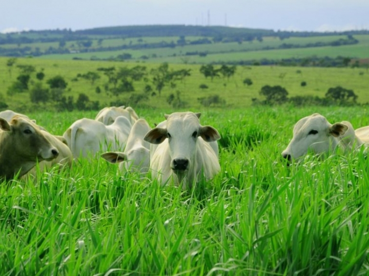 Programa gratuito capacita profissionais rurais sobre adubação em pastagens