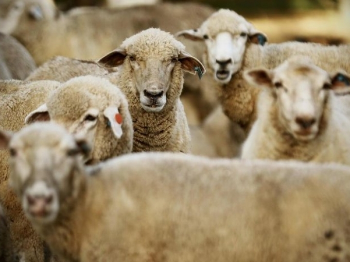 Em grande evento do setor, Secretário de Agricultura assina Protocolo voltado a pesquisas em ovinocultura no Estado