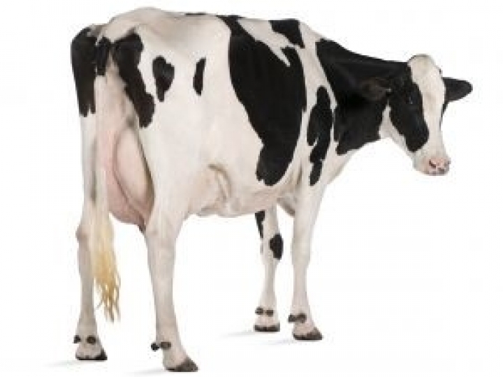 Mastite Subclínica e seus Impactos nos Índices Produtivos