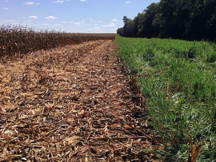 Arrendamento é alternativa eficiente para reforma de pasto