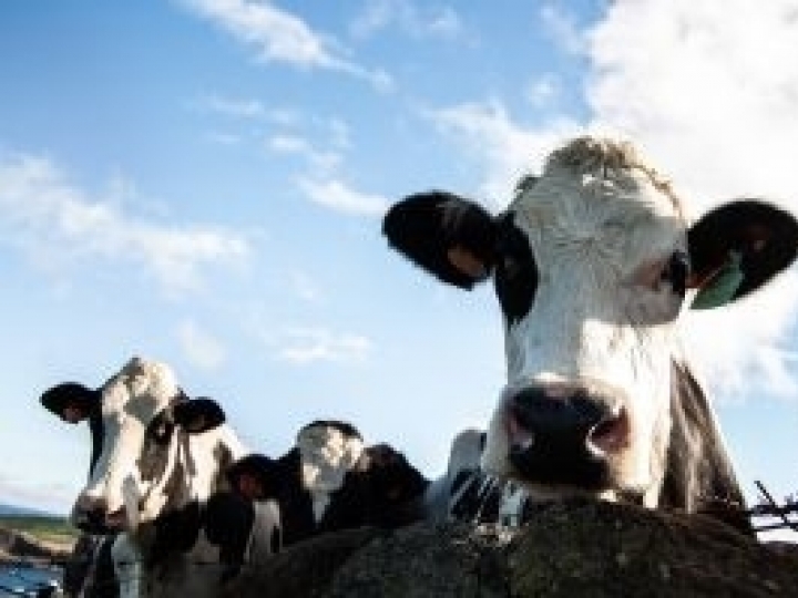 Inteligência Artificial na Pecuária Leiteira