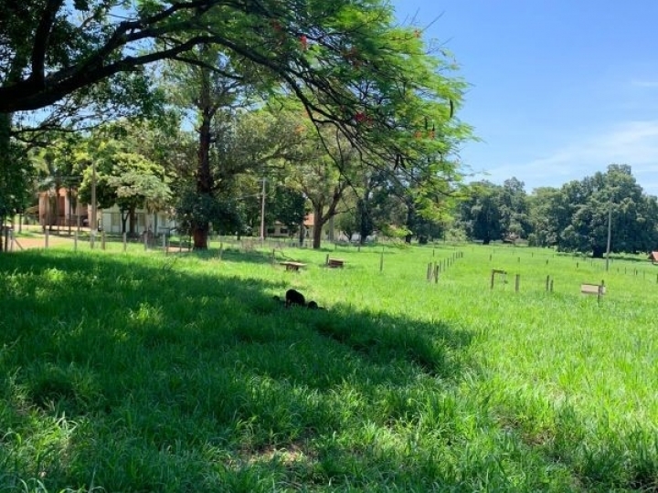 Capim Aruana do IZ se mostra excelente opção de forrageira para sistemas integrados de produção agropecuária