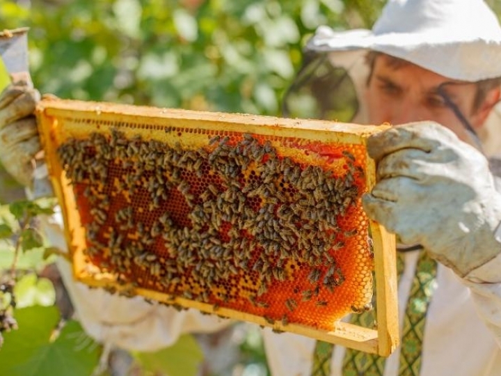 Abertas inscrições para curso on-line Apicultura para iniciantes