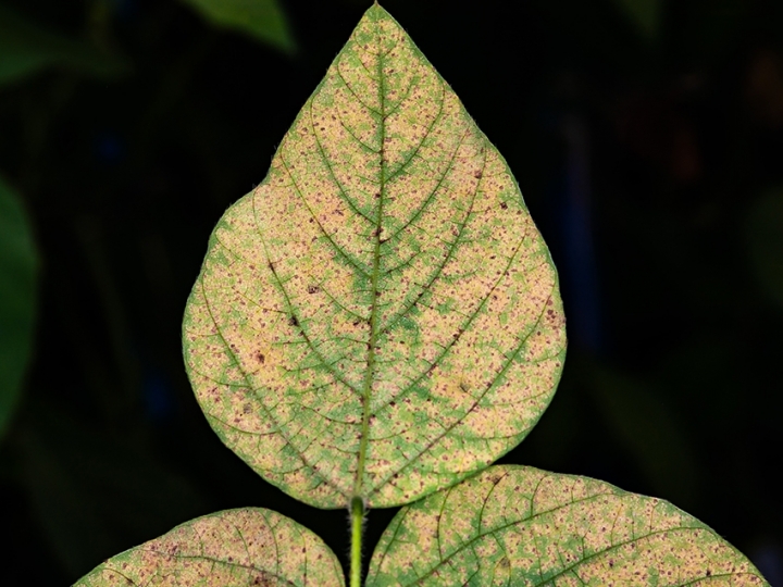 Primeiras ocorrências de ferrugem-asiática são identificadas em lavouras de soja na safra 2021/22