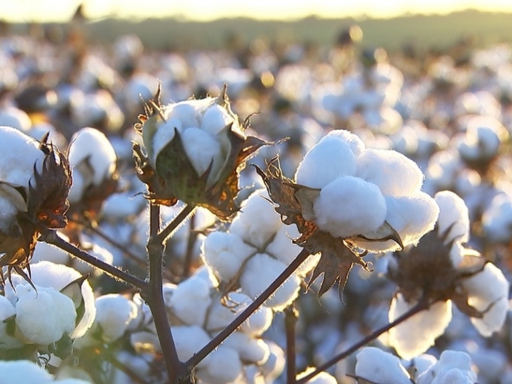 Mato Grosso e Bahia lideram na produção de algodão e juntos representam 90,4% do país