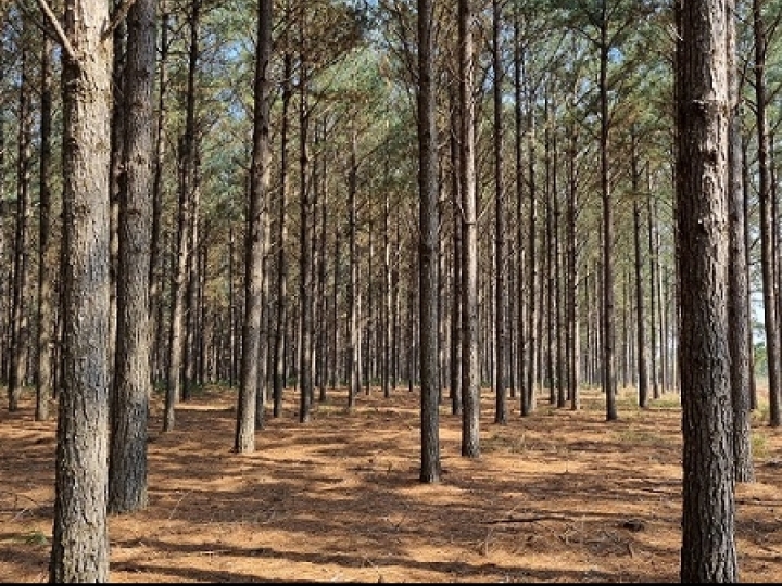 Embrapa apresenta avanços em pesquisas com melhoramento genético de pínus