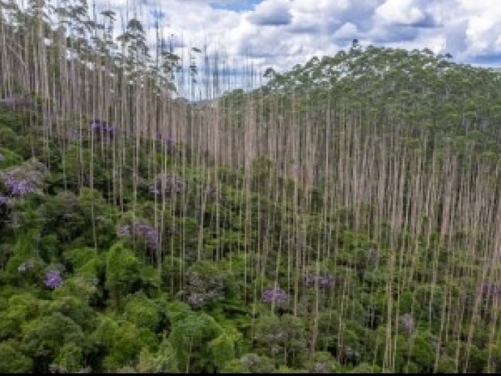 Floresta tropical recupera 80% do estoque de carbono e da fertilidade do solo após 20 anos da regeneração