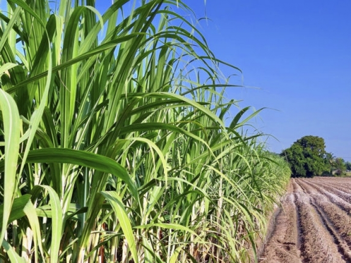 IAC lança boletim sobre os fundamentos da aplicação de herbicidas em cana-de-açúcar