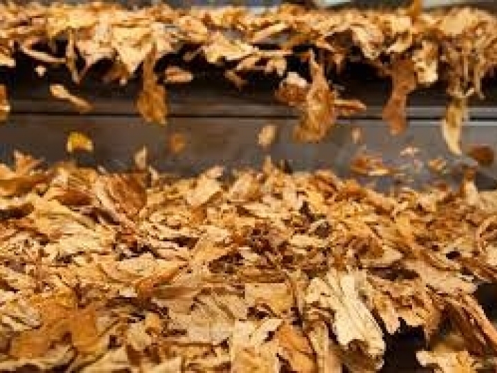 No setor do tabaco, ações contribuem com o controle da poluição por agrotóxicos 