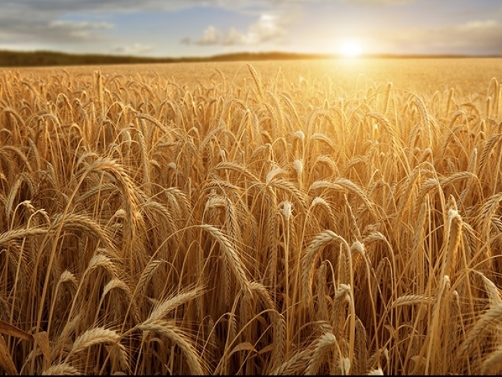 Trigo: safra deverá ser marcada pela racionalização dos recursos