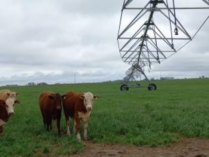 Irrigação é pilar importante no sucesso da ILP