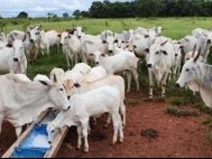 Deficiência nutricional das pastagens exige suplementação na dieta dos bovinos