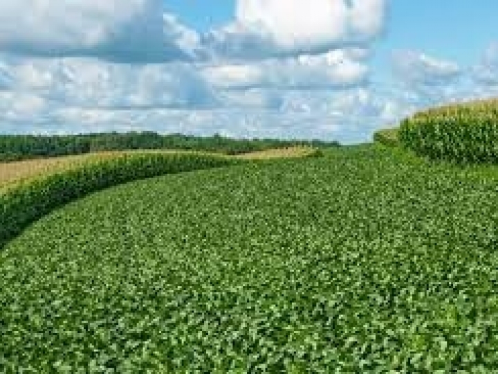 Manejo de Nematoides visando o Sistema de Produção mostra maior ganho de produtividade para o produtor
