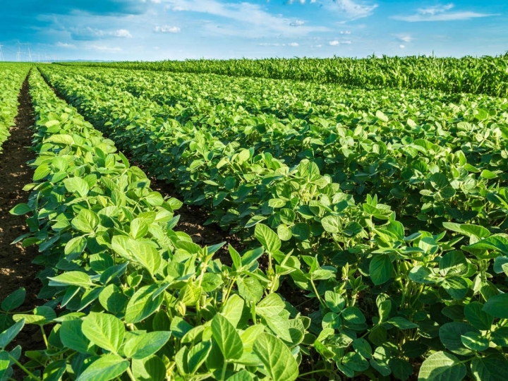 Adubação biológica potencializa o efeito de insumos, se tornando essencial para o manejo agronômico em todo o Brasil