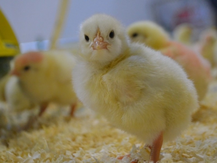 Vacinação das aves no incubatório é garantia de um ciclo livre de doenças e com menos custo de produção